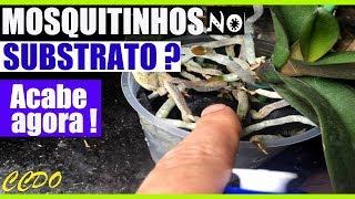 MOSQUITINHOS PRETOS NO SUBSTRATO DA ORQUÍDEA Use essa Receitinha Mágica CCDO [upl. by Nonah]