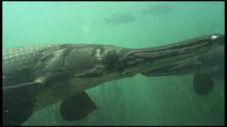 Underwater Footage of Alligator Gar [upl. by Berneta]