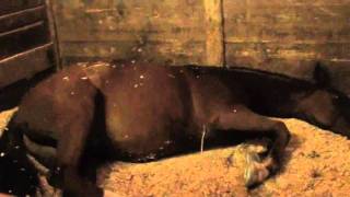 Horse Twitching in Sleep [upl. by Tiana]