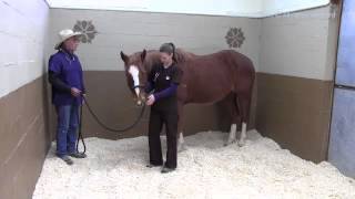 How to Take A Horses Breathing Respiratory Rate at Nostril [upl. by Craggy335]