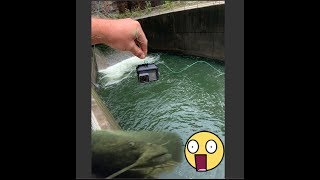 GoPro finds MASSIVE Catfish AND Striper in a Spillway [upl. by Angy301]