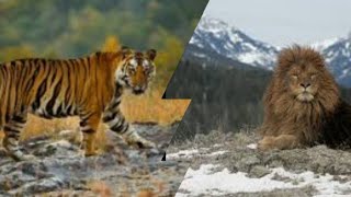 BARBARY LION VS BENGAL TIGER WHO WOULD WIN INA FIGHT BETWEEN THESE TWO STRONG BIG CATSLIONVSTIGER [upl. by Hewart]