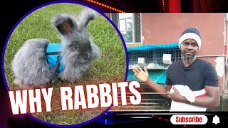 7 BENEFITS OF KEEPING RABBITS scentfarms [upl. by Wernsman]