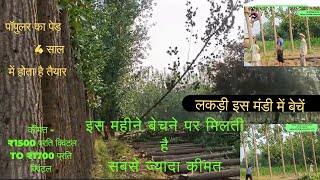 Poplar tree harvesting live video price Rs 1600quintal  Trending Nature [upl. by Leid]