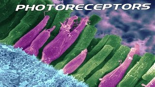 Rods amp Cones  Photoreceptors  Sub  ENG   Retina part 3 [upl. by Nuahsel526]