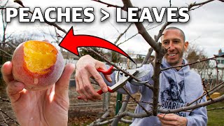 How to Prune a Peach Tree in 4 Simple Steps [upl. by Ymarej719]