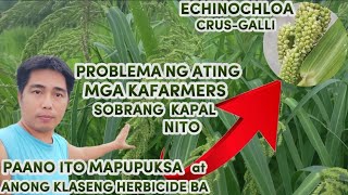 PROBLEMA NG ATING MGA KAFARMERS  GANITONG KLASENG DAMO  ECHINOCHLOA CRUSGALLI [upl. by Yroc579]