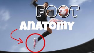 FOOT Anatomy അറിയേണ്ടതെല്ലാം [upl. by Schrick269]