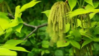 hickory catkins release pollen in Tipp City Ohio USA [upl. by Daj]