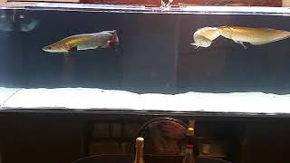 FEEDING ARAPIMA BLACK AROWANA SILVER AROWANA 400 gallon [upl. by Astor]