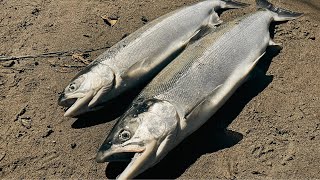 River Fishing for Sockeye Salmon in Washington State Catch n’ Cook [upl. by Ajnot136]