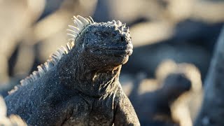 The Marine Iguana  A Perfect Planet  BBC Earth [upl. by Benia]