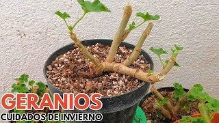 geranios cuidados en invierno chuyito jardinero [upl. by Senskell]