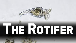 Howies Lab  Wheel animals Rotifer [upl. by Eedrahc]