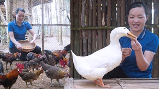 The True Life of a Young Girl in a Remote Forest Village in Vietnam Caring for Sick Chickens [upl. by Nosemyaj594]