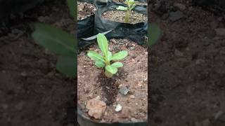 Adenium arabicum  Adenium obesum Adenium plant  shorts shortsfeed [upl. by Delmer]