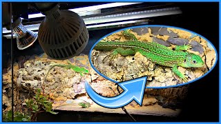 Lighting For Diurnal Reptiles  Bearded Dragons Lacertas Uromastyx Tortoises etc [upl. by Gaudette830]