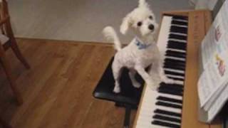 Amazing animal trick Dog singing and playing the piano [upl. by Robbie]