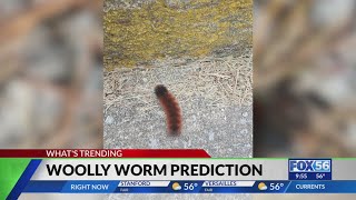 Unpacking the legend of the woolly worm What do they say about Kentuckys winter this year [upl. by Reinold930]