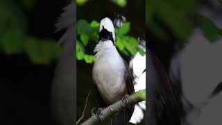 white crested laughingthrush cackling [upl. by Kalb]