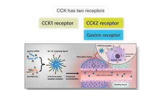 GASTRIN CCK AND CANCER Gastrin CCK and Secretin functions in health and disease explained [upl. by Ennayd469]