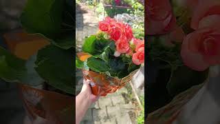 Gül begonya viralvideo viralshort trending begonia begonya flowers keşfet keşfetbeniöneçıkar [upl. by Annyrb]