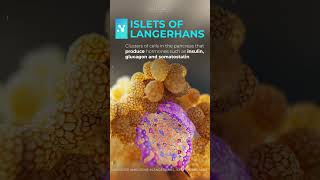 Islets of Langerhans reels shorts medicalanimation [upl. by Helaine]