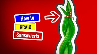 Easiest way to braid Sansevieria [upl. by Aihtebat411]