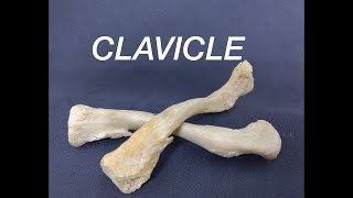 CLAVICLE  GENERAL FEATURES AND ATTACHMENTS [upl. by Arvin]