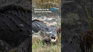 Alligator seen swallowing python at Everglades National Park Shorts [upl. by Tildie]