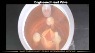 Tissue Engineering Bioreactors 3  heart valve [upl. by Maxma]