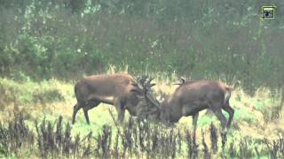 Edelherten gevecht Weerterbos 20130926 Natuurkanaal [upl. by Serolod]