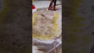 carpertcleaningwithheavyfoam very dirty carpet cleaning with hand shorts carpetcleaning [upl. by Claiborne]