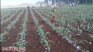 Cara Tanam Jagung Pembibitan Dari Awal Hingga Panen [upl. by Tracay]