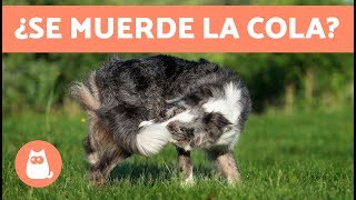 ¿Por qué mi perro se muerde y persigue la cola [upl. by Salomie352]