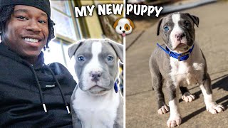 I GOT A BLUENOSE PITBULL PUPPY  First Vet Visit First 50 Hours w pitbull [upl. by Esyla]