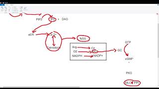 Nitric Oxide Vasodilation Pathway [upl. by Allan]