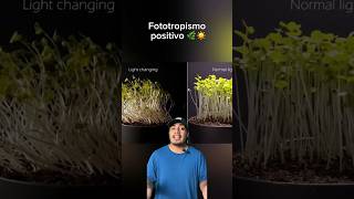 El fototropismo es la respuesta de la planta a la luz creciendo hacia ella para la fotosíntesis [upl. by Jacquet]