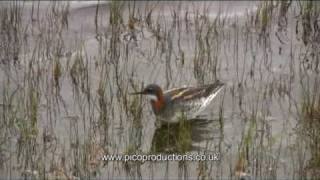 Shetland Birds  A Red necked Phalarope on Fetlar [upl. by Kenneth]