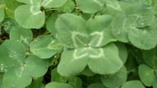 How To Find A Four Leaf Clover [upl. by Atreb]