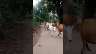 godhuli Bela 🌳🐐🐄🐂 dawntodusk krishnagodhulibela krishnaflute kanharethodasapyarde [upl. by Nodyl439]