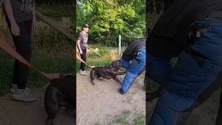 🏅Bodyguard dog training Cane Corso Prometheus protects the girl GUARDODESSA Odessa Ukraine [upl. by Kelly]