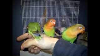 hand reared lovebirdsfrom 2 weeks [upl. by Lemmy108]