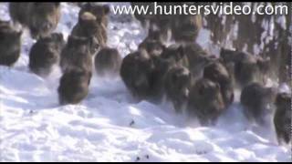 Schwarzwildfieber 2  Hunters Video [upl. by Niras]