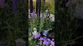 Scabiosa Butterfly Blue  Pincushion flower  Shorts  Cool Places [upl. by Eciruam]