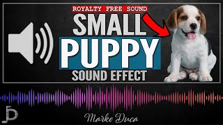 Small Puppy Sound Effect  Royalty Free Sound Effects [upl. by Nolahp834]