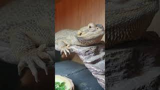 the reptile community tiktok [upl. by Aiceila]