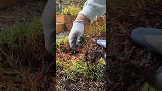 Sea Thrift 🪴 Armeria maritima Propagating new plants freeplants gardening flowers [upl. by Atok274]