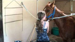 Houston Rodeo Professional Cutting Horse Competition [upl. by Anwahsad]