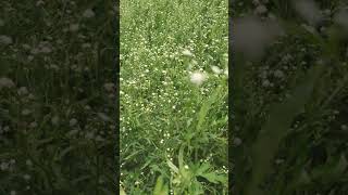 Parthenium hysterophorus Parthenium WeedAn Invasive grass species shorts weeding agricuture [upl. by Wareing586]